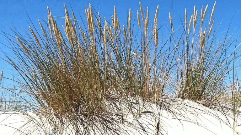 cropped-Ammophila_arenaria_M1.jpg